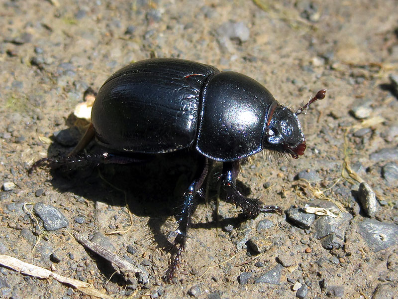 Geotrupidae: Anoplotrupes stercorosus